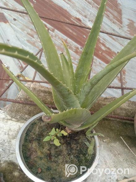 এলোভেরার গাছ