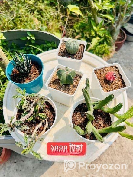 ক্যাকটাস প্যাকেজ