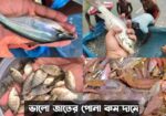 শিং মাগুর সহ সকল প্রকার মাছের পোনা সরাসরি হ্যাচারি