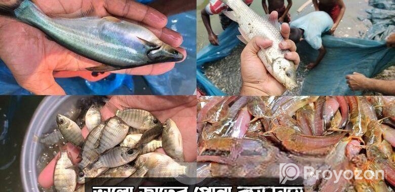 শিং মাগুর সহ সকল প্রকার মাছের পোনা সরাসরি হ্যাচারি