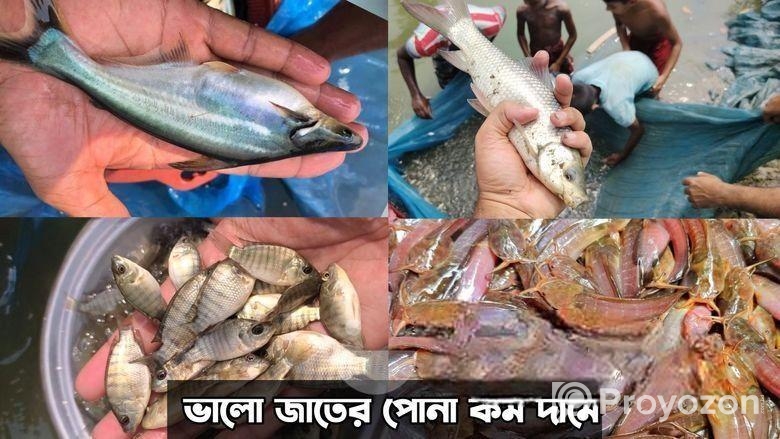 শিং মাগুর সহ সকল প্রকার মাছের পোনা সরাসরি হ্যাচারি