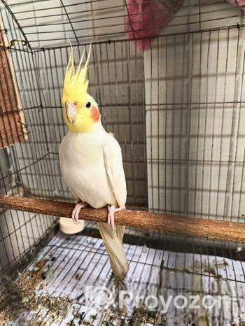 রানিং মেল কোকাটেল বিক্রি হবে