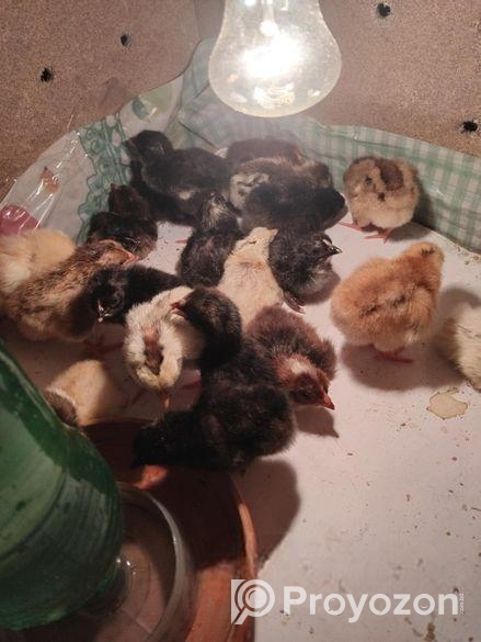 দেশি মুরগির বাচ্চা