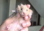 Syrian Hamster
