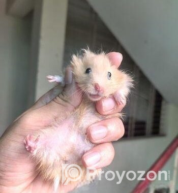 Syrian Hamster