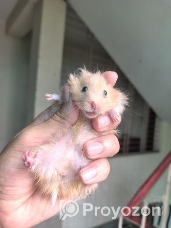 Syrian Hamster
