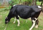 Big sized Holstein Friesian cow for sell