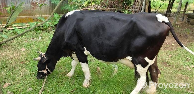 Big sized Holstein Friesian cow for sell