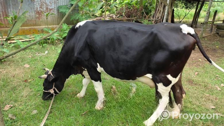 Big sized Holstein Friesian cow for sell