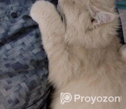 Traditional Persian Cat