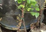 অরবরই কলম চারা