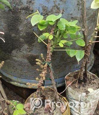 অরবরই কলম চারা