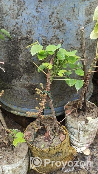 অরবরই কলম চারা