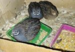 King quail pakhir bij dim