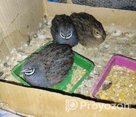 King quail pakhir bij dim