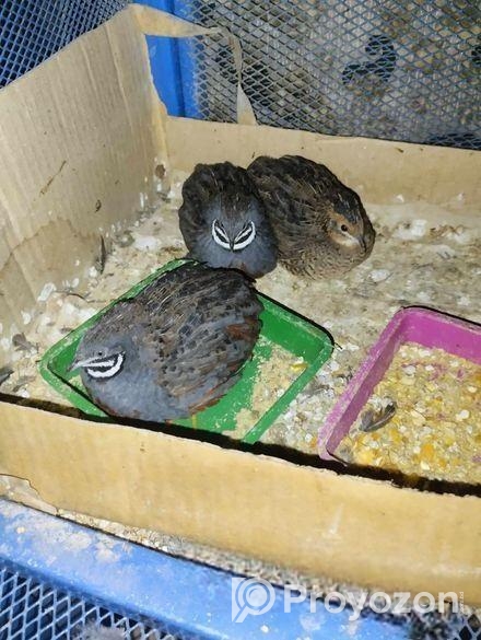 King quail pakhir bij dim