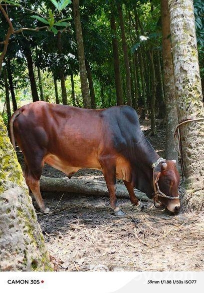 গরু সাড়