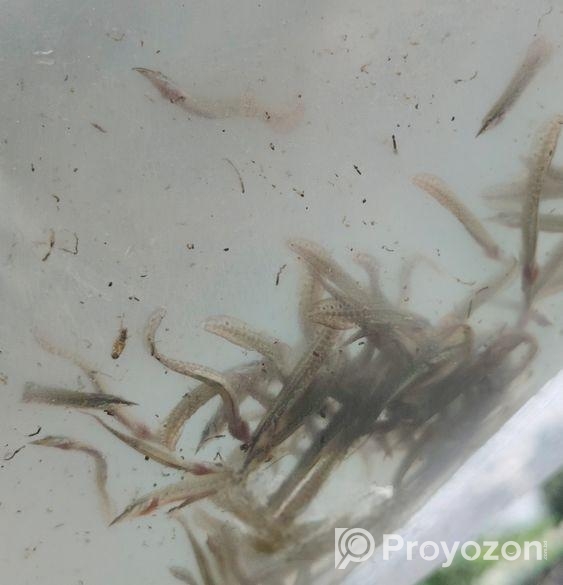 তাঁরা বাইম মাছের পোনা