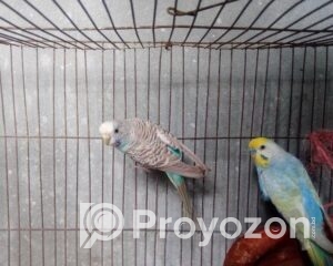 fitted-45_2025-07-21_10-33-01