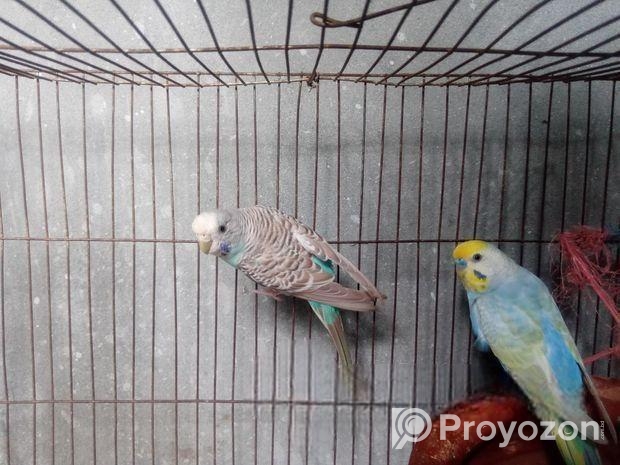 শখের বাজরিগার পাখি