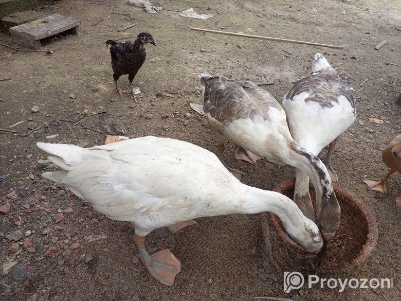 রাজহাঁস বিক্রি হবে