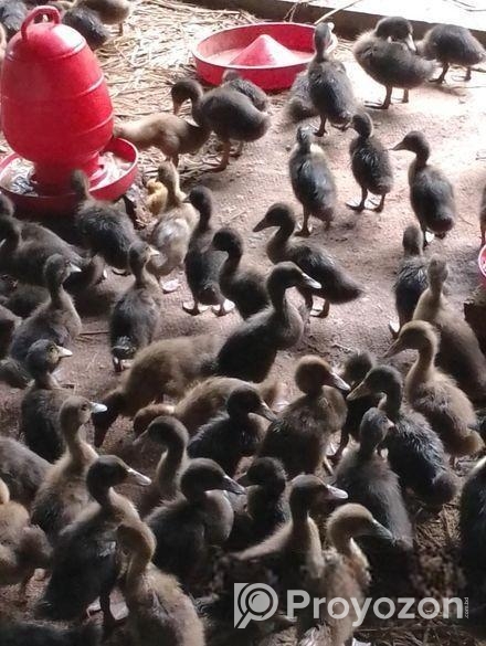 হাঁসের বাচ্চা বিক্রি হবে