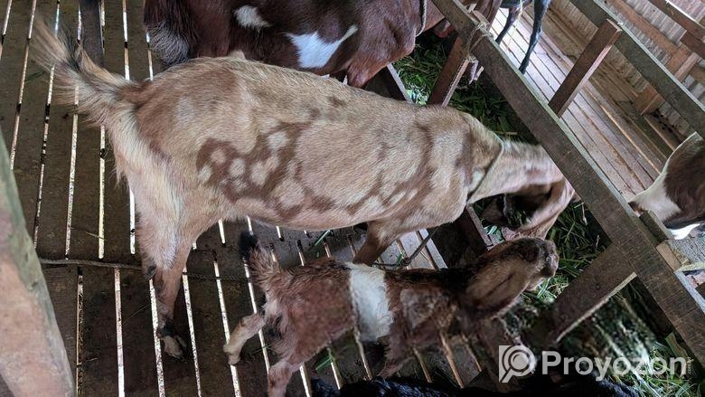 ছাগল বিক্রয় করা হবে