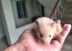 Syrian Hamster