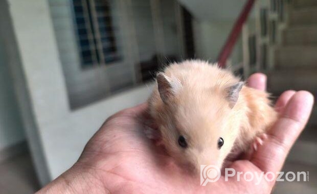 Syrian Hamster