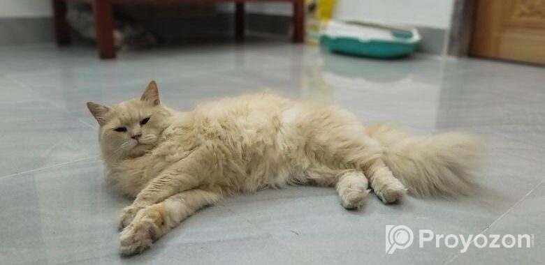 Traditional Persian Cat