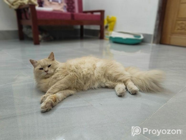 Traditional Persian Cat