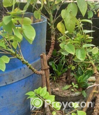 অরবরই কলম চারা