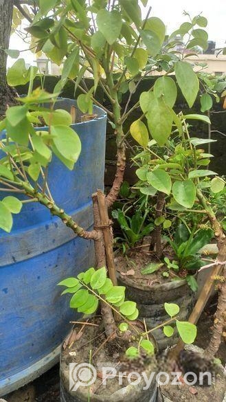 অরবরই কলম চারা