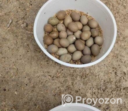 King quail pakhir bij dim