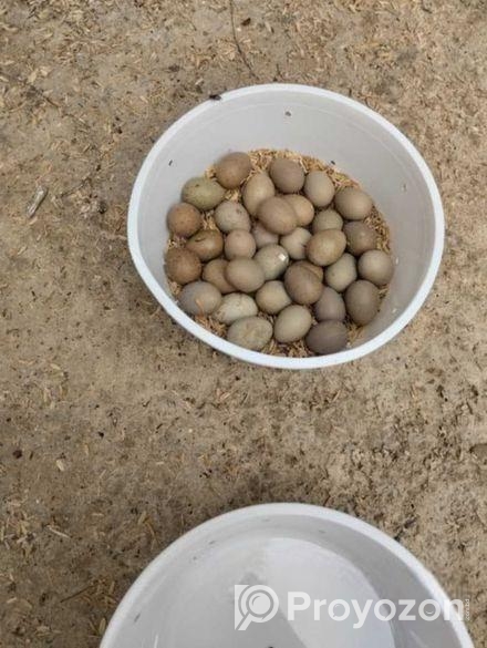 King quail pakhir bij dim