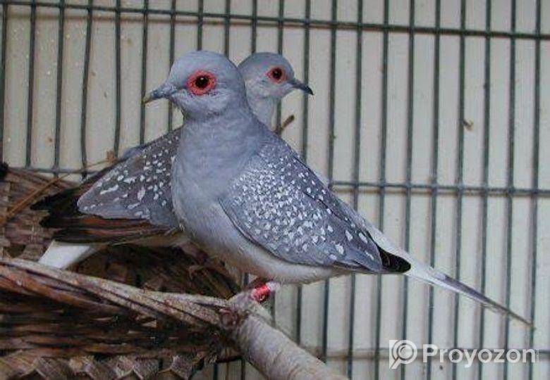 অরিজিনাল ডায়মন্ড ডাব