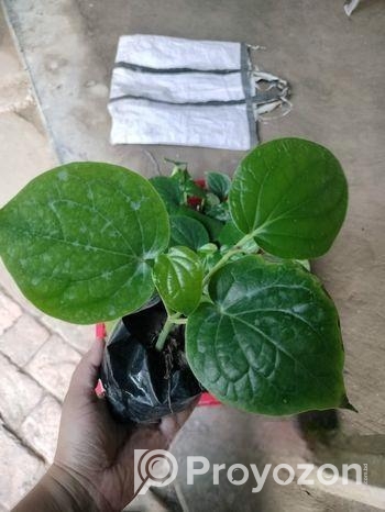 চুইঝালের চারা