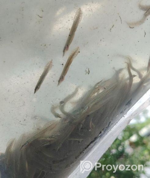 তাঁরা বাইম মাছের পোনা