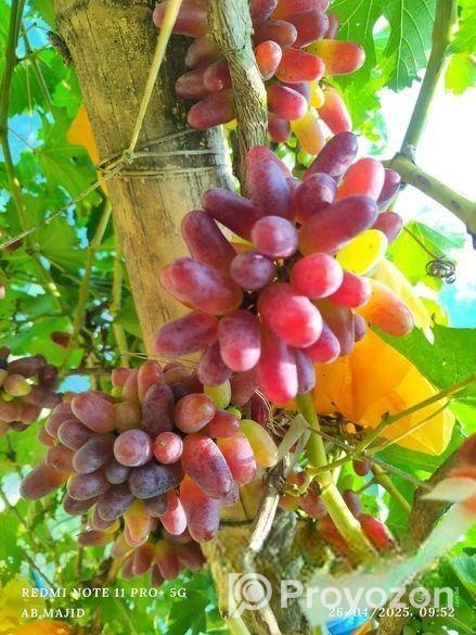 আঙ্গুরের চারা কিনুন