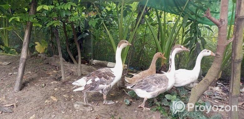 রাজহাঁস বিক্রি হবে