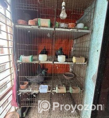 কবুতরের খাঁচা বিক্রি হবে