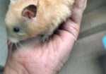 Syrian Hamster