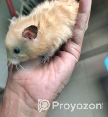 Syrian Hamster