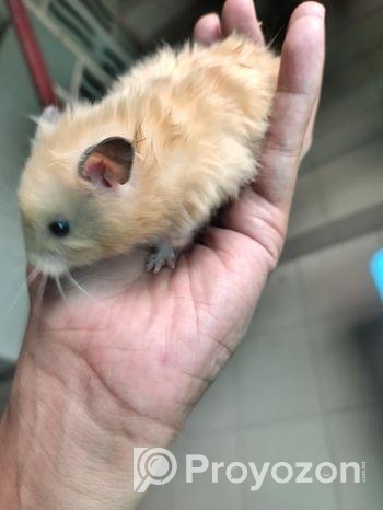 Syrian Hamster
