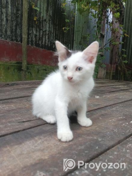 তিন টা বিড়ালের বাচ্চা বিক্রি করা হবে