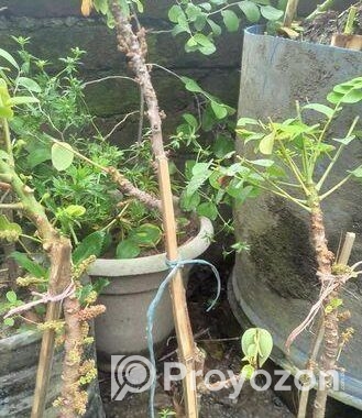 অরবরই কলম চারা
