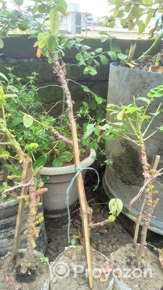 অরবরই কলম চারা