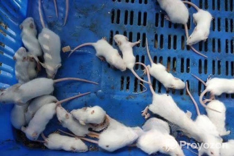 ইঁদুর বিক্রি করা হবে