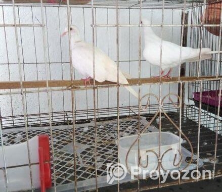 অস্ট্রেলিয়ান ঘুঘু পাখি মাস্টার পেয়ার