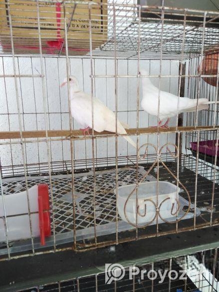 অস্ট্রেলিয়ান ঘুঘু পাখি মাস্টার পেয়ার